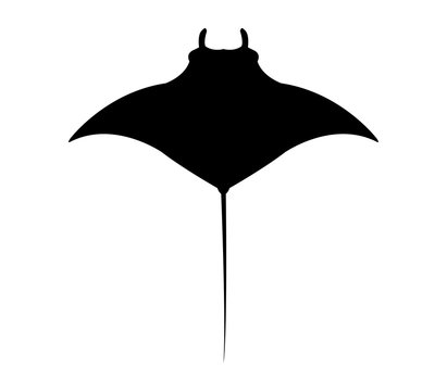 manta in vector on white background