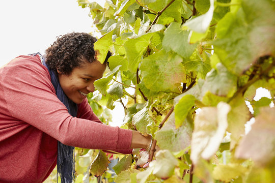 A grape picker leaning down and selecting bunches of grapes for harvest, 