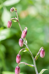 Flower Buds of Martagon Lily,  (Lilium martagon).