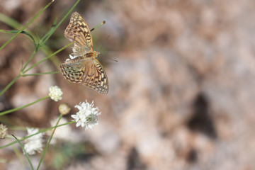 Silver-Washed Fritillary Butterfly with Broken Wing.