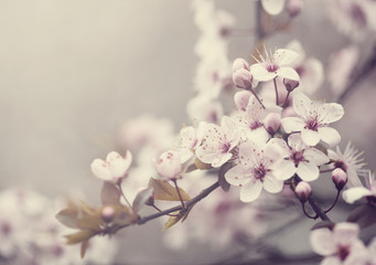 Spring Blossom