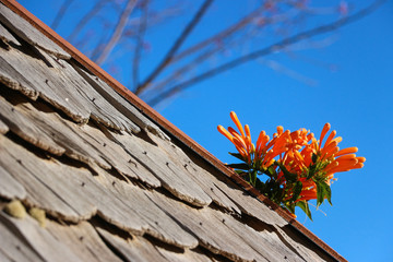 Flower on the wooden roof