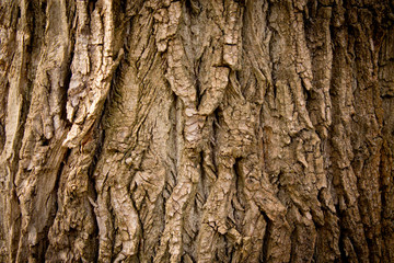 texture of the tree