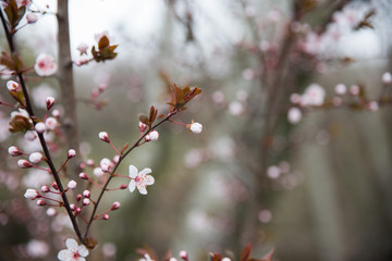 Close up tree flower