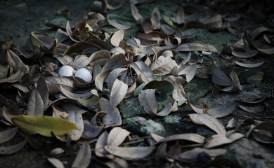 Fresh chicken  eggs in the natural nest on dry leaf