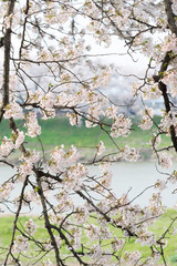 cherry blossoms in spring season at japan