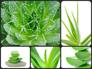 Aloe plant theme collage