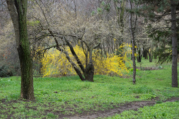 Trees in park