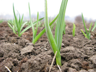 Early garlic on a kitchen garden in spring close up