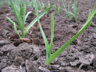 Early garlic on a kitchen garden in spring close up