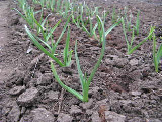 Early garlic on a kitchen garden in spring close up