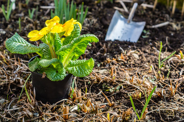 Pflanzzeit im Frühling