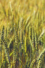 Fototapeta premium Wheat ears in the field