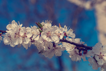 Flowering cherry on a sunny day.