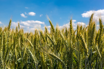 Wheat ears against the blue sky