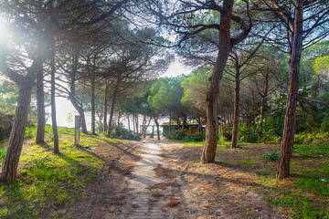 Obraz premium pine forest by the sea in Alghero