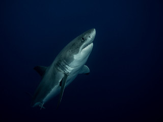 Great white shark going up to surface in the Pacific Ocean at Guadalupe Island in Mexico