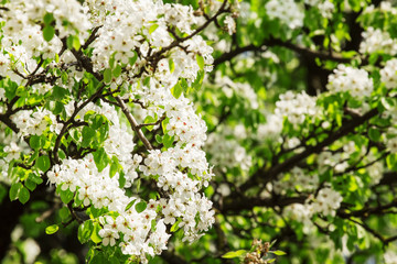 Spring background with blooming cherry trees, blurred image, sha