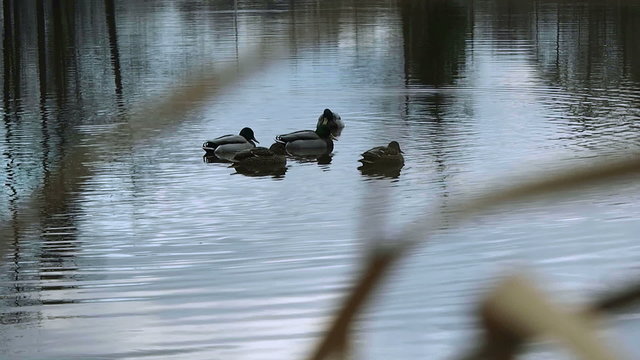 Duck Swimming In Pond. Wildlife animal. Peeping for birds through the grass. Wild migratory birds. Medium shot of duck swimming in pond. Beautiful birds in a flock. A flock of ducks. Waterfowl.