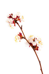 Flowering branch of apricot on white background.