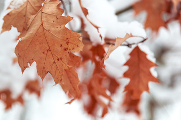  Oak leaves are covered with snow.