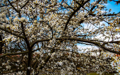 tree blossom on a sunny day in spring