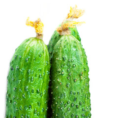 Fresh Cucumber isolated over white background close up