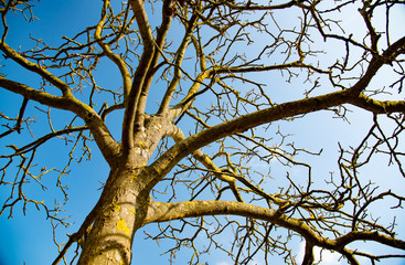 tree in winter on a sunny day