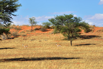 African wildlife, Kalahari desert, Namibia
