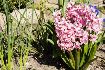 Hyacinths blooming in the spring garden