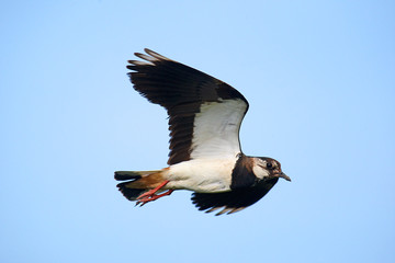 Familie der Regenpfeife