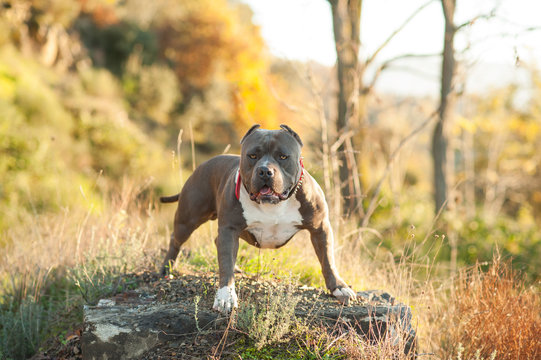 Dog - American Bully - in the Countryside