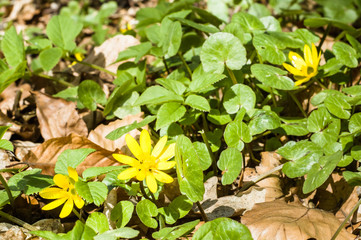 Obraz premium Yellow spring flowers in the forest, ficaria verna