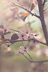Cherry blossoms on a branch in the sunshine. Tonning photo