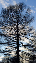Silhouette of a fir tree on a background of blue sky.