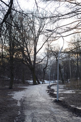 Garden Spartak in early spring.