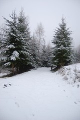 Sosny pokryte śniegiem © suchaszosa