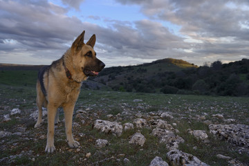 Perro pastor alemán