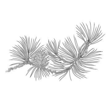 Pine branch and pine cones as vintage engraving  vector illustration