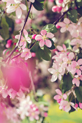 Fototapeta premium Cherry blossoms on a branch in the sunshine. Tonning photo