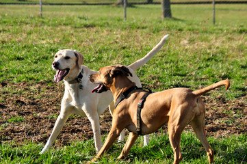 Dogs playing