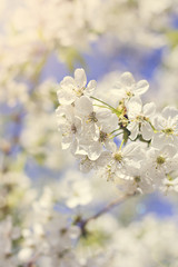 Cherry blossoms on a branch in the sunshine. Tonning photo