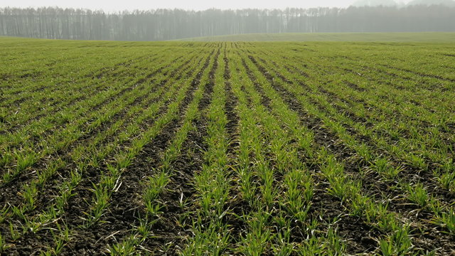 New shoots of a winter wheat on a spring field.
