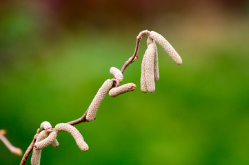 Haselnussast mit Blütenkätzchen