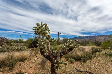 Arizona Landscapes