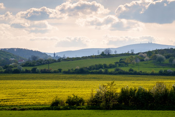 Raps Landschaft vor Wernigerode Harz mit Brocken