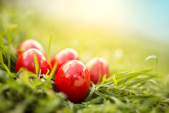 Red Easter Eggs in green grass