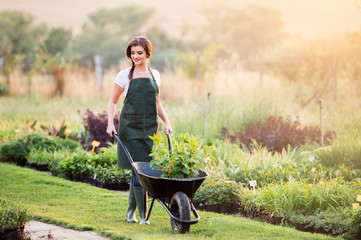 Gardener with seedling in wheelbarrow, sunny nature