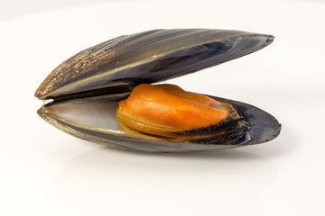 mussels

