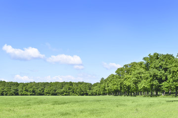 Summer scene with sun, green meadow and an alley of trees. Forest and green field with blue sky. Nature background with copy space.
